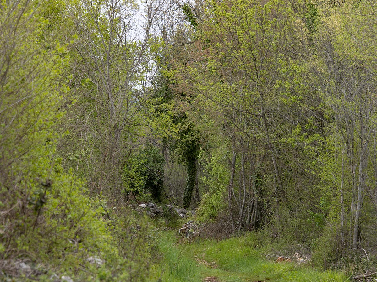 Strauchwald